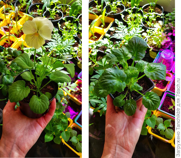 Слева - Барон ванильный, справа - Фламенко черная