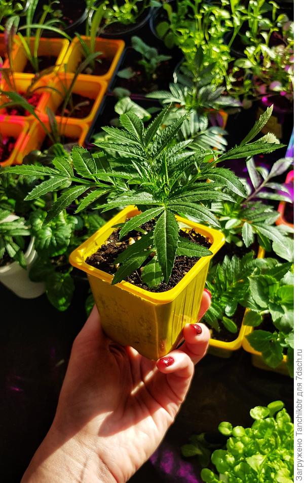 Через 2-3 недельки твои уже такими будут (как минимум :) )