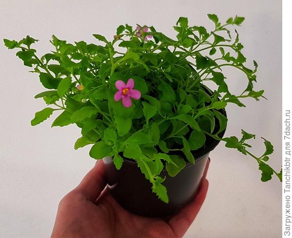 Бакопа на сегодня, уже 3 раза стригла. Горшочек на 500 мл