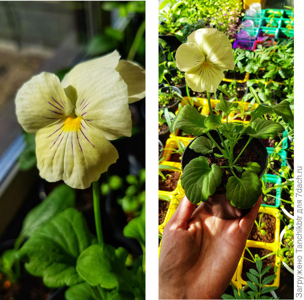 виола Барон Ванильный