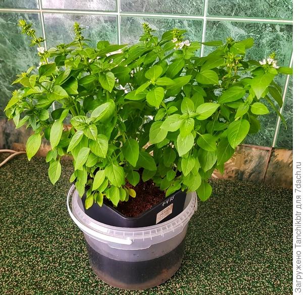 Вот таким пушистым кустиком стал, хотя я его стригла беспощадно, но не бессмысленно ;) фото от 23 марта 2020 г.