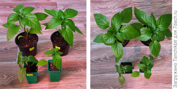 Перцы Оранжевая и Рубиновая лакомка