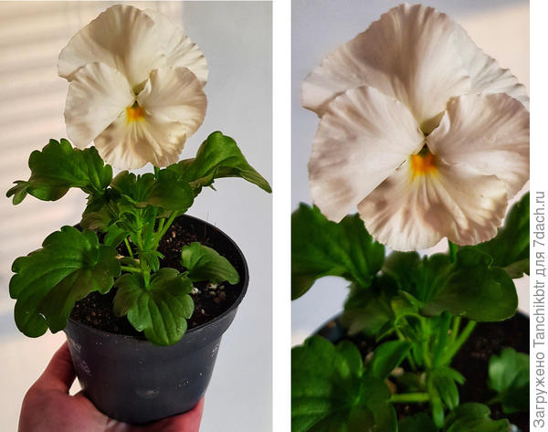 Барон, который и не барон вовсе :)