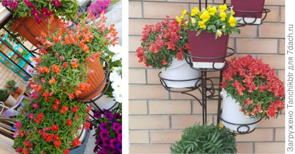 Нравится ампельный антуриум (львиный зев). Слева не очень показательно, т.к. допустила ошибку в тот горд выращивания и бахнула перегноя в кашпо, а львиный зев любит бедные почвы. Справа - это начало сезона и цветения, конец мая - начало июня на фото. Этот цветок еще и цвести будет до снега, не боится легкого минуса, у меня спокойно стоял при -5 градусов