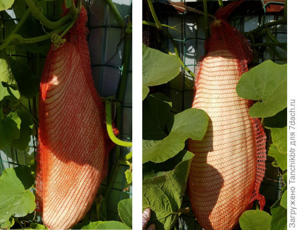 Подвешивали почти "на грани", когда видно было, что еще чуть и плеть оборвется (просто таких "гигантов" ранее на шпалере не держала, та же Волжская спокойно держит увесистые плоды самостоятельно