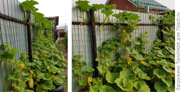 Плетется сама. Не могу сказать, что разрастается очень агрессивно. К примеру, всем известная тыква Волжская серая - растение на порядок мощнее