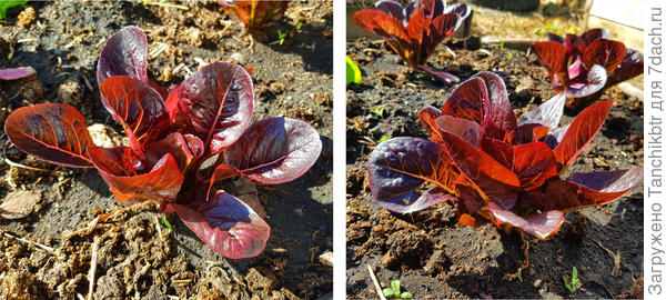 Это салат Мини-Ромейн МУНРЕД от Семко в открытом грунте