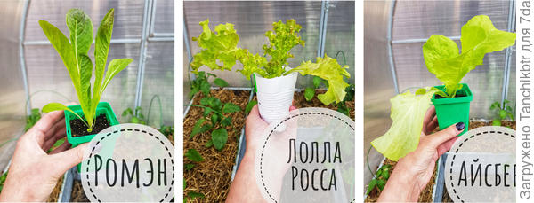 А вообще салаты более 3-4 лет &quot;строчкой&quot; не высеваю, предпочитаю вырастить через маломальскую рассаду, чтобы получить хорошо набитые розетки листьев / кустики / кочанчики. Это рассада 2020 года