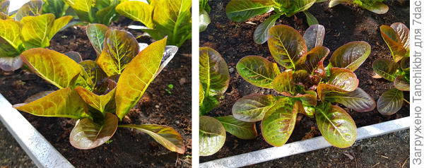 Он же в теплице (часть кустиков для раннего урожая высадила в закрытый грунт)