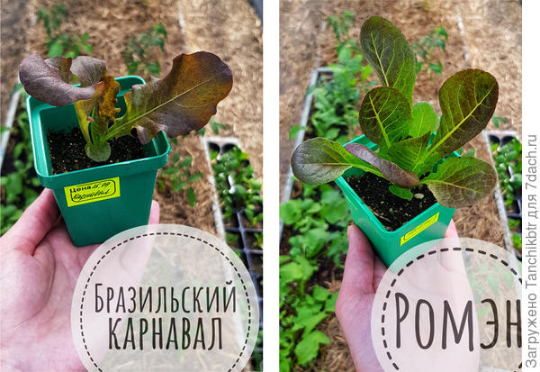 Рассада 2021 года. Карнавал - тестовый экземпляр от Ваше Хозяйство, но уже вижу, что не стоил трудов, будет &quot;тряпочкой&quot; в салатах - однозначно