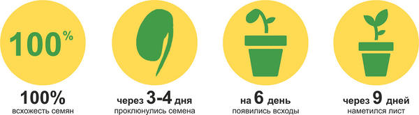 Кабачок цуккини «Грюнталер»: итоги 1-го этапа