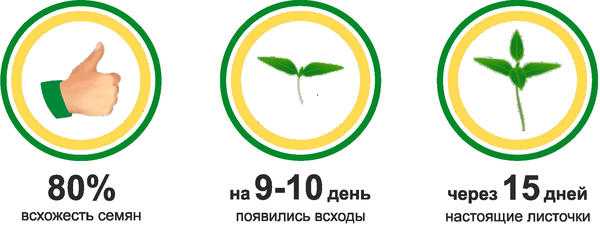 первые результаты