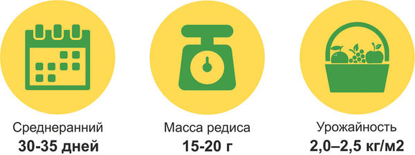 характеристики редиса фиолетовая королева