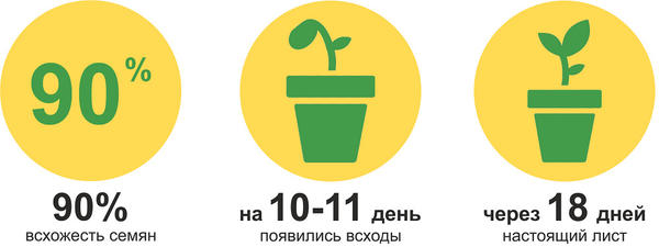 Процент всхожести указала на глаз. Не удивлюсь, что показатель максимально субъективный и "притянут за уши", т.к. на практике в "улитке" процент всхожести всегда выше в сравнении с другими способами проращивания/посева семян