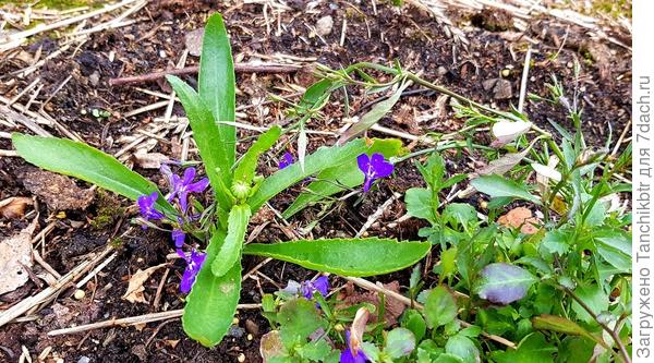 Причем, кустики то небольшие. Этот экземпляр один из крупных. А бутоны на трех из пяти оставленных растений