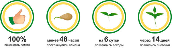 итоги первого этапа по томату Добрая фея
