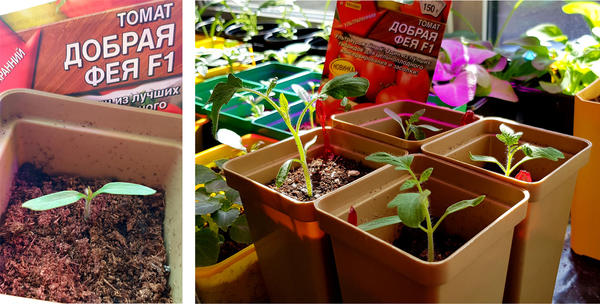 томат Добрая фея с настоящими листьями