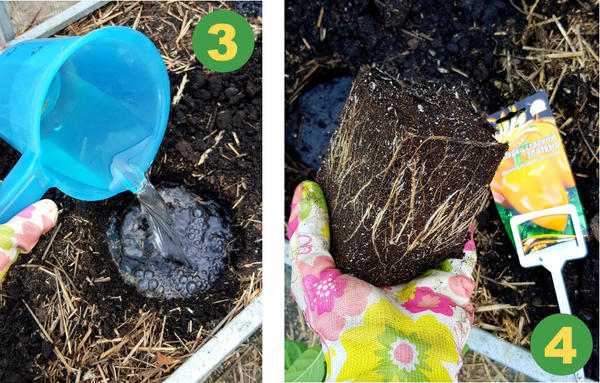 3. Пролила теплой водой (в каждую ямку добавила не менее 1,5-2 л воды), дождалась, когда полностью впитается;
4. Аккуратно извлекла растения, не нарушая земляной ком (так как стаканчики с выдвижным дном сделать это проще простого). Корневая хорошая, корешки белые, оплела весь предоставленный объем грунта в 750 мл.
