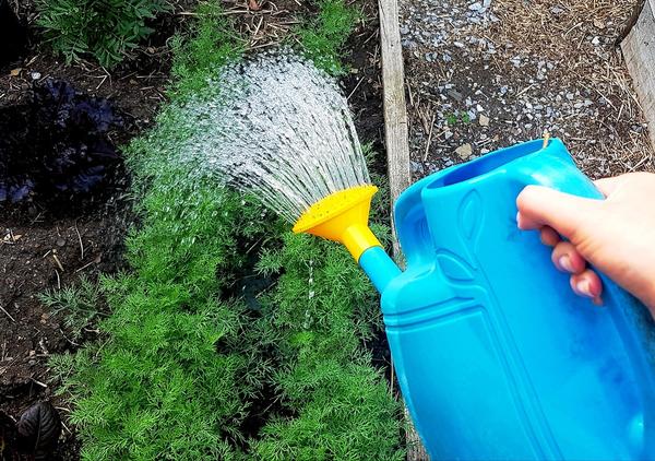 Щадящий полив из лейки теплой отстоянной водой – как роскошь в начале июня при кратковременной смене погоды и относительном похолодании.
