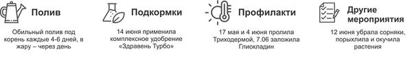 Уход за кабачком