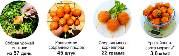 * Морковь занимала «строчку» длиной 130 см и шириной 15 см или 0,195 м2. С этой площади собрала корнеплоды весом в 703 грамма. Значит, 1 м2 мог бы мне принести урожай массой 3 605 г или 3,6 кг.