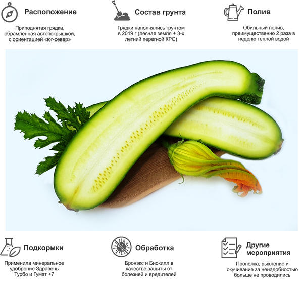 уход за кабачком