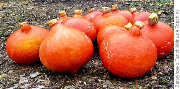 На этом фото мне вообще елочные шары почему-то напоминают)))))