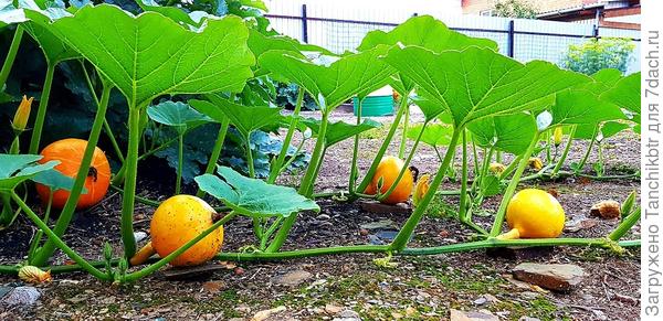 Тут пока бледные