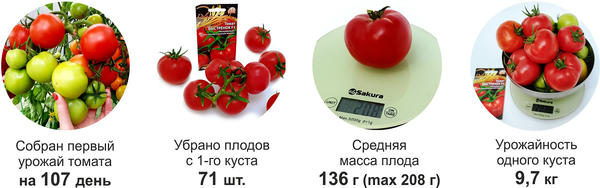 итоги выращивания томата в 3 этапе