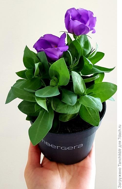 Хотя переваливала не так давно - 2 августа