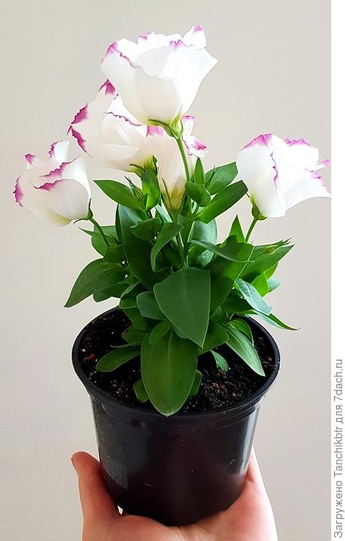 Пересадить бы, а то всё в технических горшках