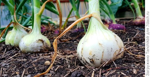 Лук Стерлинг