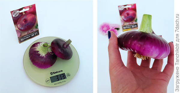 Средний вес 160-180 г, но были луковицы и по 250-280 граммов