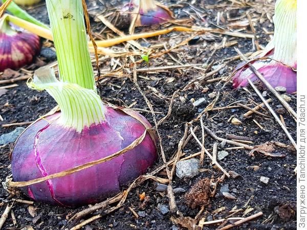 Лук репчатый "Красный-88" от Аэлиты