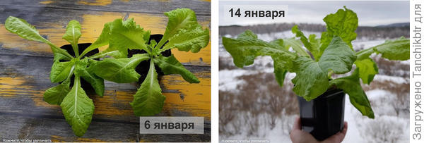 Салат Московский парниковый, сеяла 27.11. Динамика развития с датами на фото