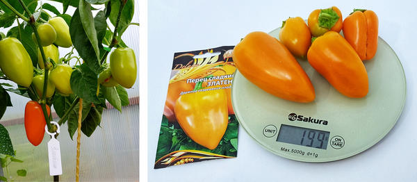 Сняла всего 5 перцев со «смешным» весом 199 граммов