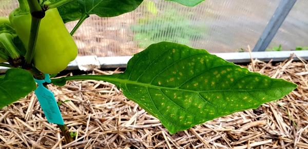 болезнь перцев