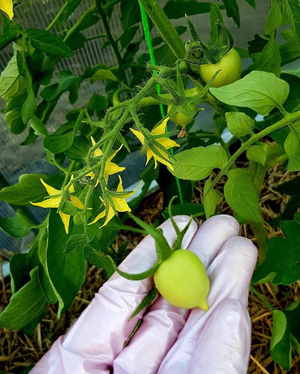 оборвала завязь