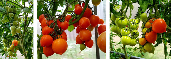 плодоношение Смайлика