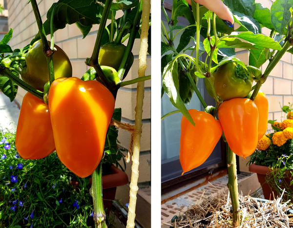 перец Златень