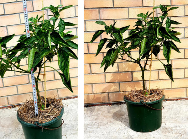 Куст перца Златень довольно компактный (в ОГ, выращенный в кашпо, как и в теплице)