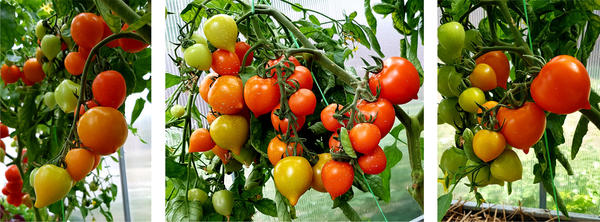 Плодоношение томата Смайлик