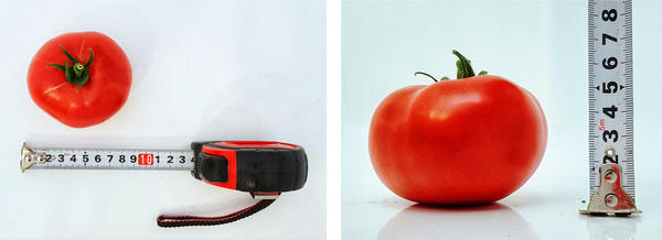 томат Добрая фея: размер плода