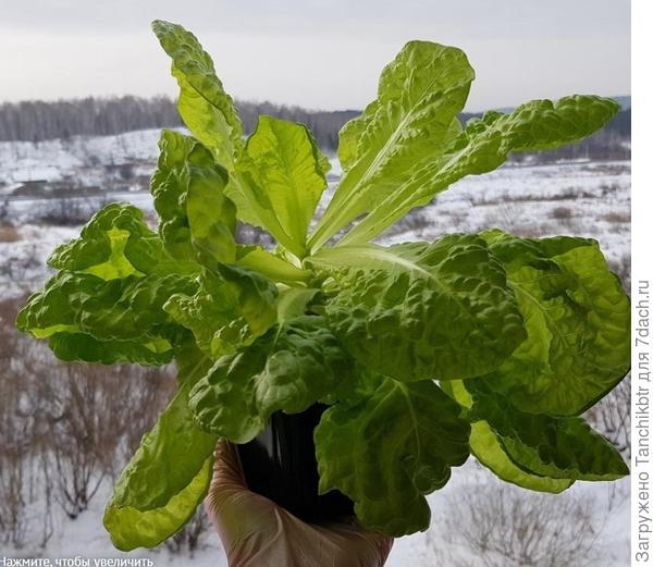 Он же на 30 января