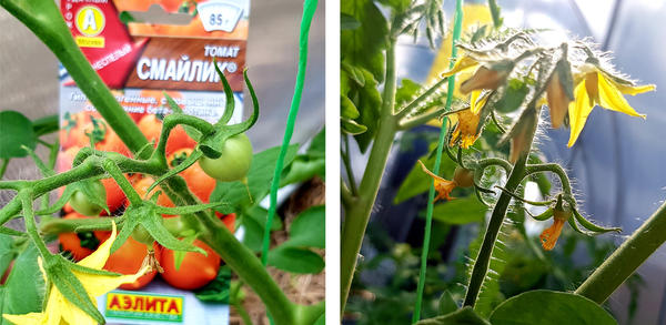 У «Смайлика» завязь появилась 27 мая.