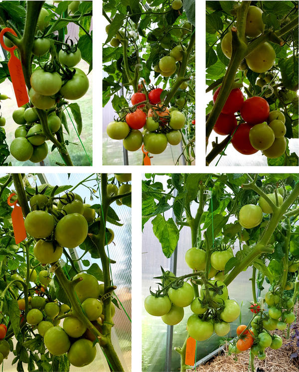 кисти томатов