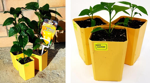 рассада перца