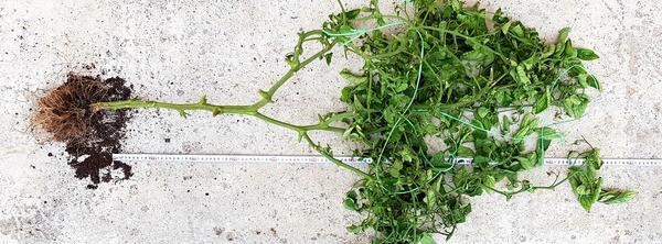 высота куста Смайлика