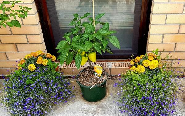 Златень, высаженный в мае в 10-литровое ведро