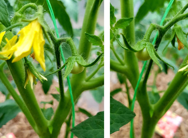 У «Доброй феи» – 31.05.